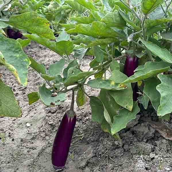 Brinjal