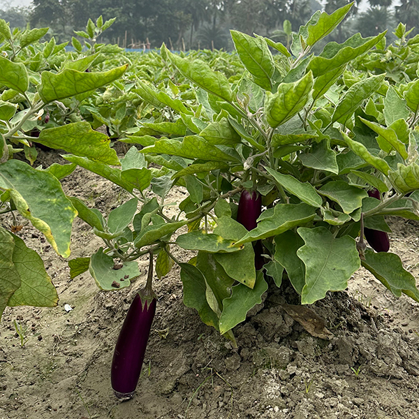 Brinjal