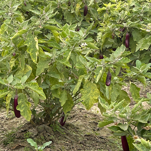 Brinjal