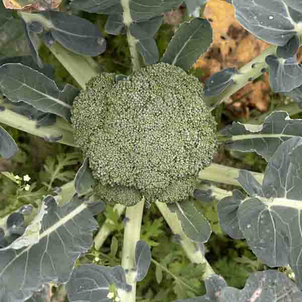 Broccoli