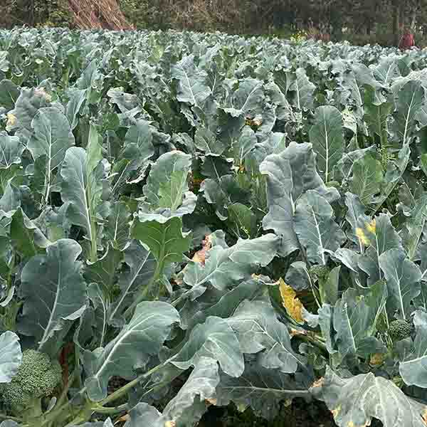 Broccoli