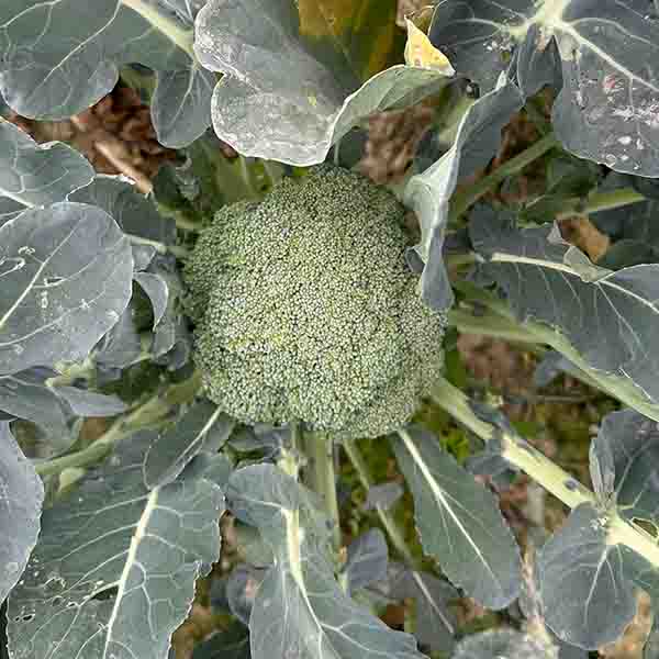 Broccoli