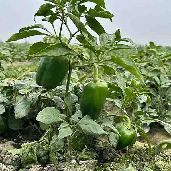 CAPSICUM
