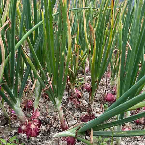 Onion