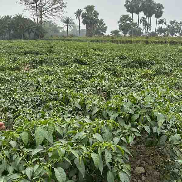 GREEN CHILLI