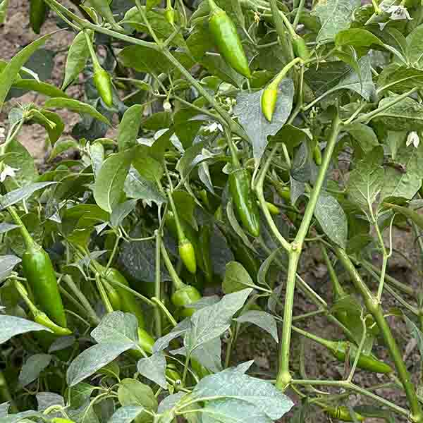 GREEN CHILLI