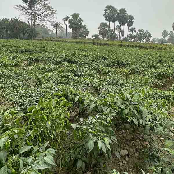 GREEN CHILLI
